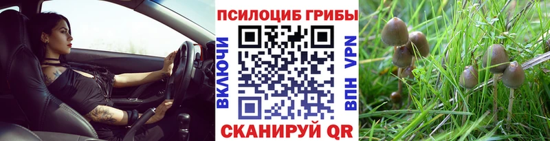 хочу наркоту Белово Галлюциногенные грибы Psilocybe
